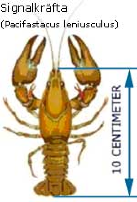 Illustration av en signalkräfta (Pacifastacus leniusculus) med upphöjda klor, som mäter cirka 10 centimeter i längd.