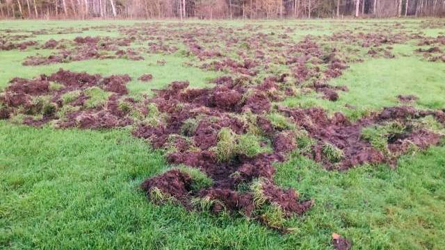 Ett gräsbevuxet fält med stora delar av gräset upprivet och stört, med blottad jord, omgivet av träd i bakgrunden.