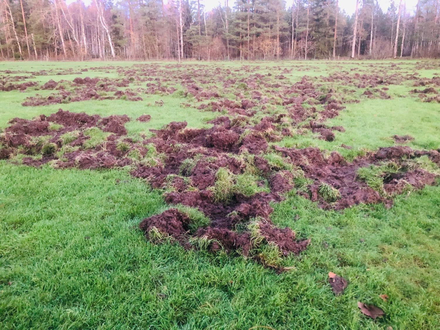 Ett gräsbevuxet fält med stora delar av gräset upprivet och stört, med blottad jord, omgivet av träd i bakgrunden.