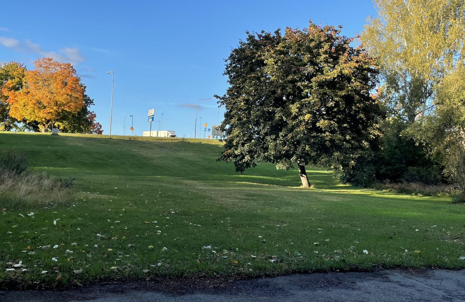 Ett gräsbevuxet parkområde med spridda träd, en uppförsbacke och några trafikskyltar i bakgrunden under en klarblå himmel.