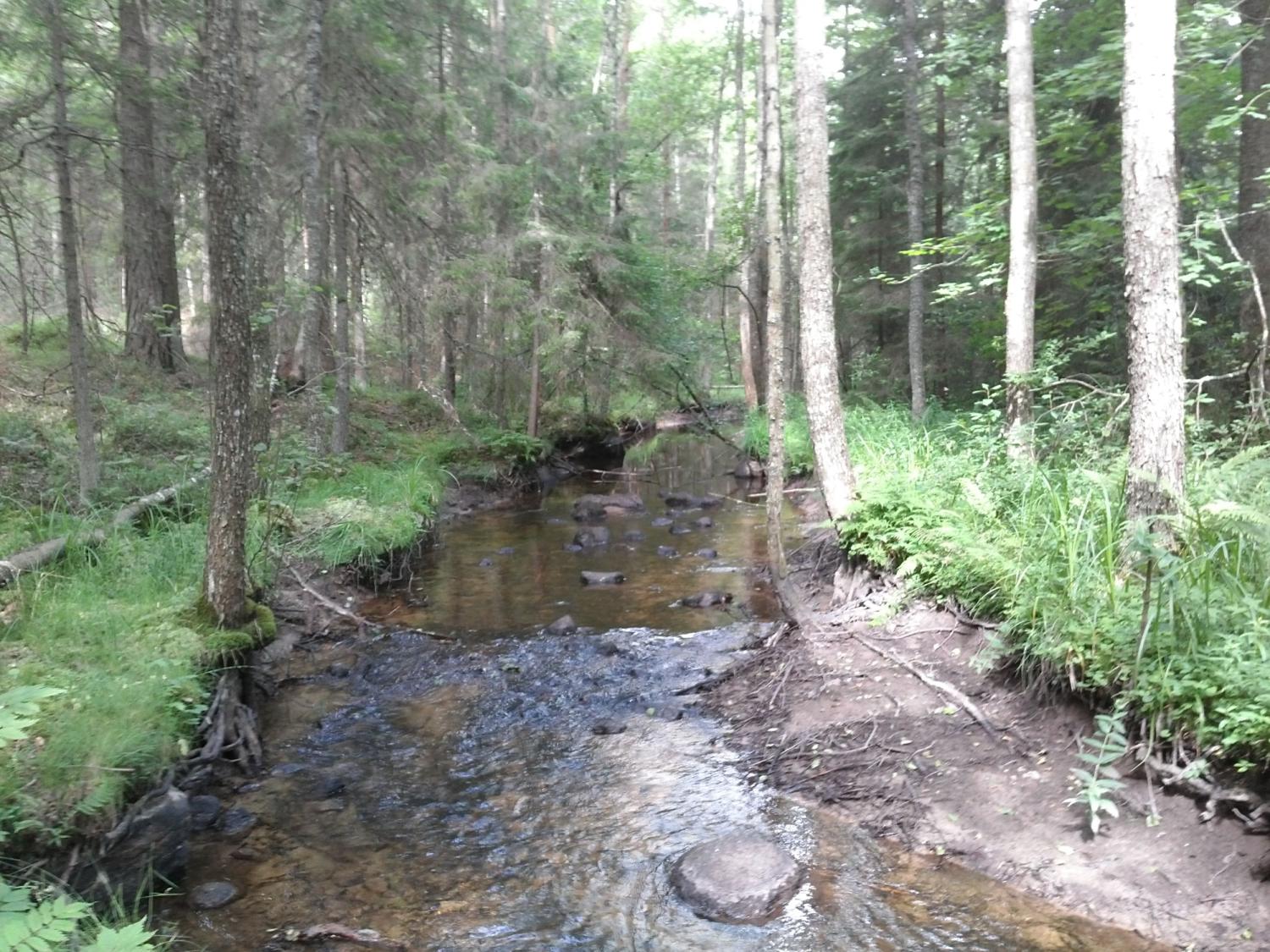 En liten, klar bäck rinner genom en tät skog med grönt lövverk, stenar och trädstammar längs stränderna.