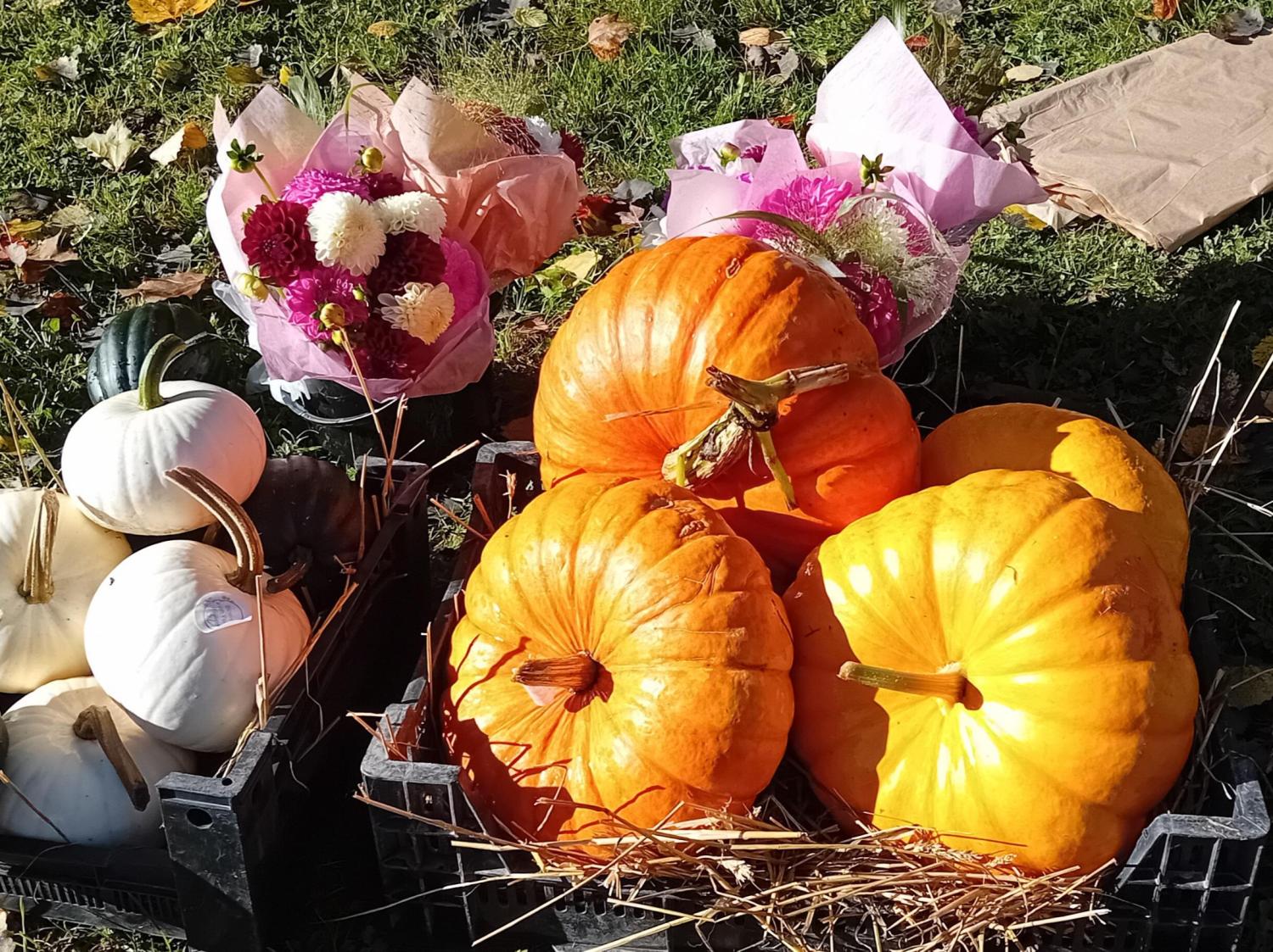 Lådor med stora orange och vita pumpor står uppställda utomhus på gräset, bredvid två blomsterbuketter inslagna i rosa papper.