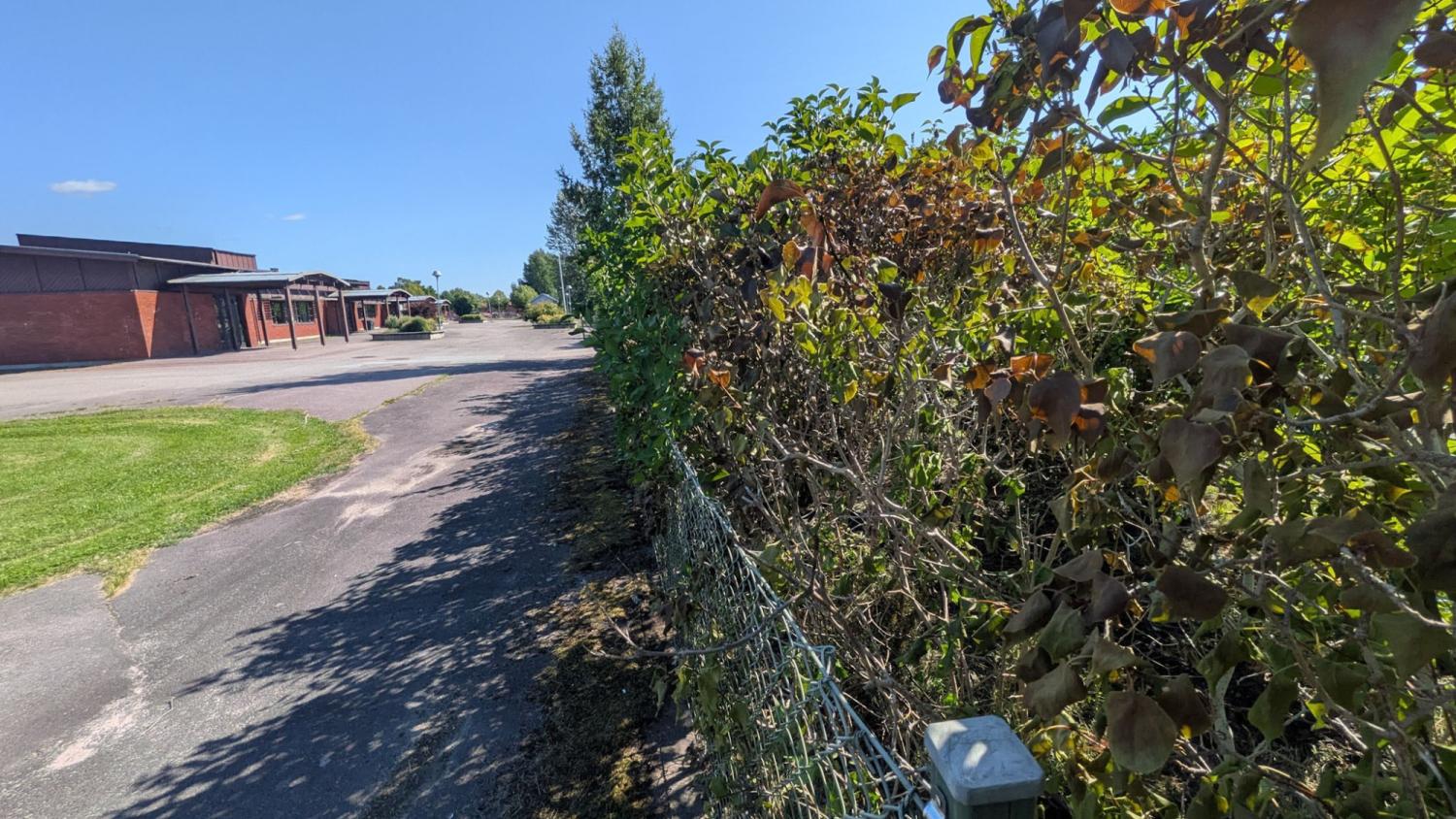 En asfalterad gata löper längs ett metallstaket och en häck med både gröna och bruna blad. Till vänster står en byggnad av rött tegel under en klarblå himmel.