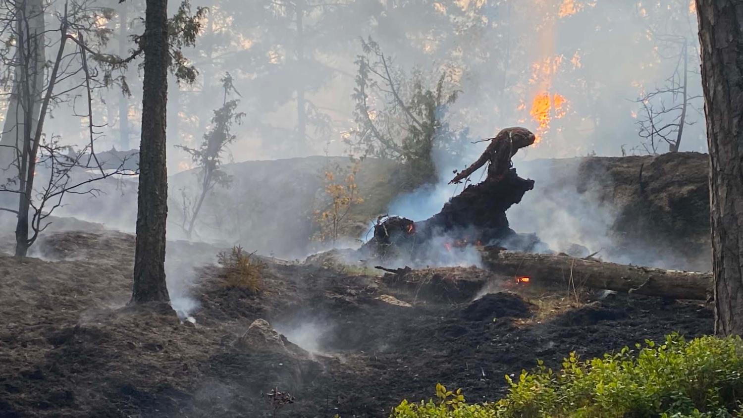 En skogsbrand härjar i ett skogsområde, där lågor och rök syns bland de brända träden och markvegetationen.