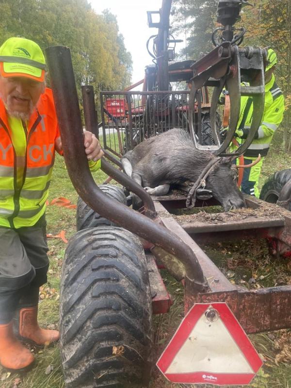 Arbetare i synliga kläder lastar ett stort djur på en trailer med hjälp av maskiner i ett skogsområde.