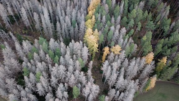 Det står gott om döda granar kvar ute i Sydnärkes skogar