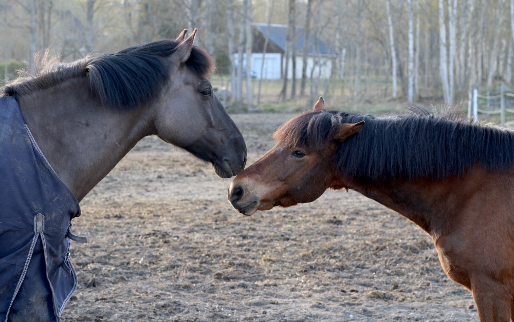 Folkatorps ridskola stängd på grund av smittsam hästsjukdom.  Foto: Carin Calleberg