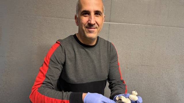 En man med blå handskar håller i nyskördade champinjoner medan han står över en bädd av champinjoner, mot en vanlig väggbakgrund.