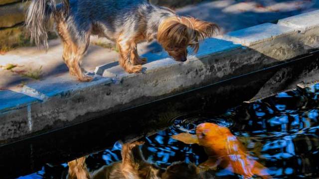 En liten hund står på kanten av en stenavsats och tittar ner på en stor orange koifisk som simmar i vattnet nedanför.