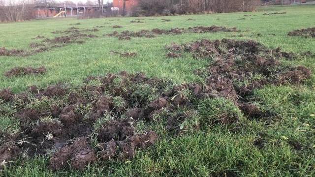 Ett gräsbevuxet fält med stora gräsfläckar som välts omkull och störts, möjligen av djur, med träd och byggnader i bakgrunden.