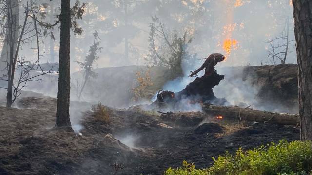 En skogsbrand härjar i ett skogsområde, där lågor och rök syns bland de brända träden och markvegetationen.