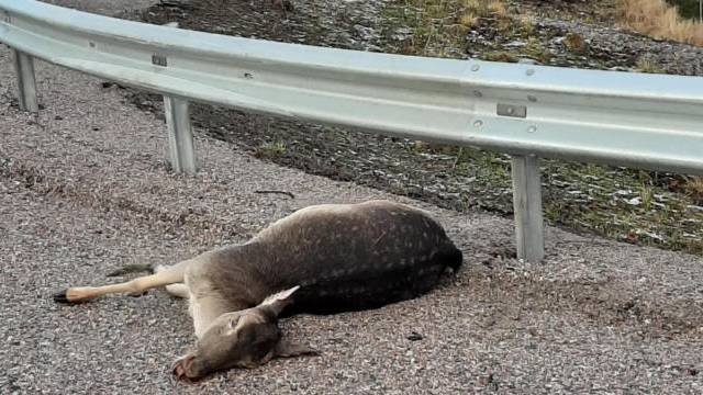 En hjort ligger död vid sidan av en väg bredvid ett metallräcke.