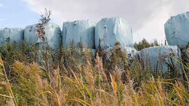 Stora blå höbalar, inslagna i plast, ligger på en igenväxt gräsmark under en molnig himmel.