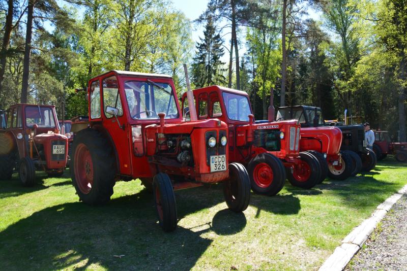 En rad röda veterantraktorer står parkerade på gräset i ett solbelyst skogsområde med träd i bakgrunden.