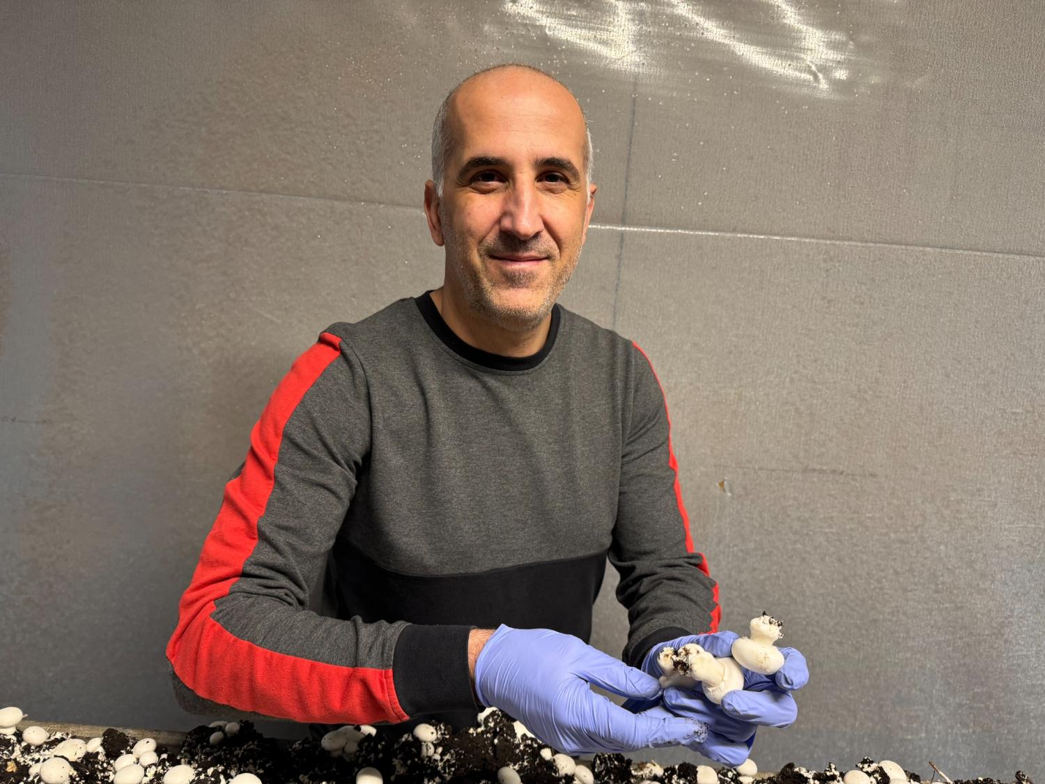 En man med blå handskar håller i nyskördade champinjoner medan han står över en bädd av champinjoner, mot en vanlig väggbakgrund.