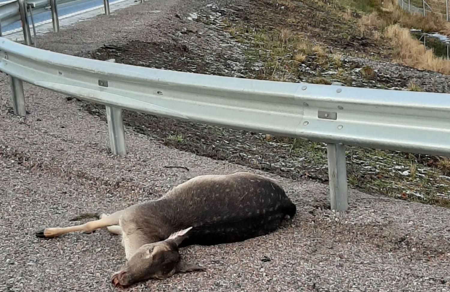 Ett rådjur ligger orörligt på gruset bredvid en vägbana med ett metallräcke i bakgrunden.