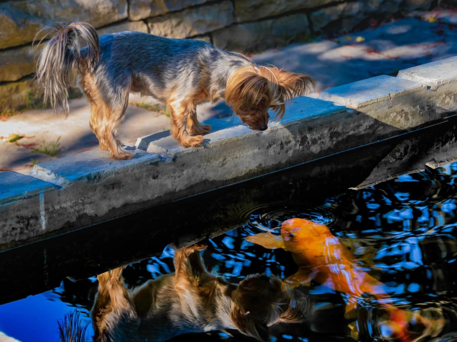 En liten hund står på kanten av en stenavsats och tittar ner på en stor orange koifisk som simmar i vattnet nedanför.