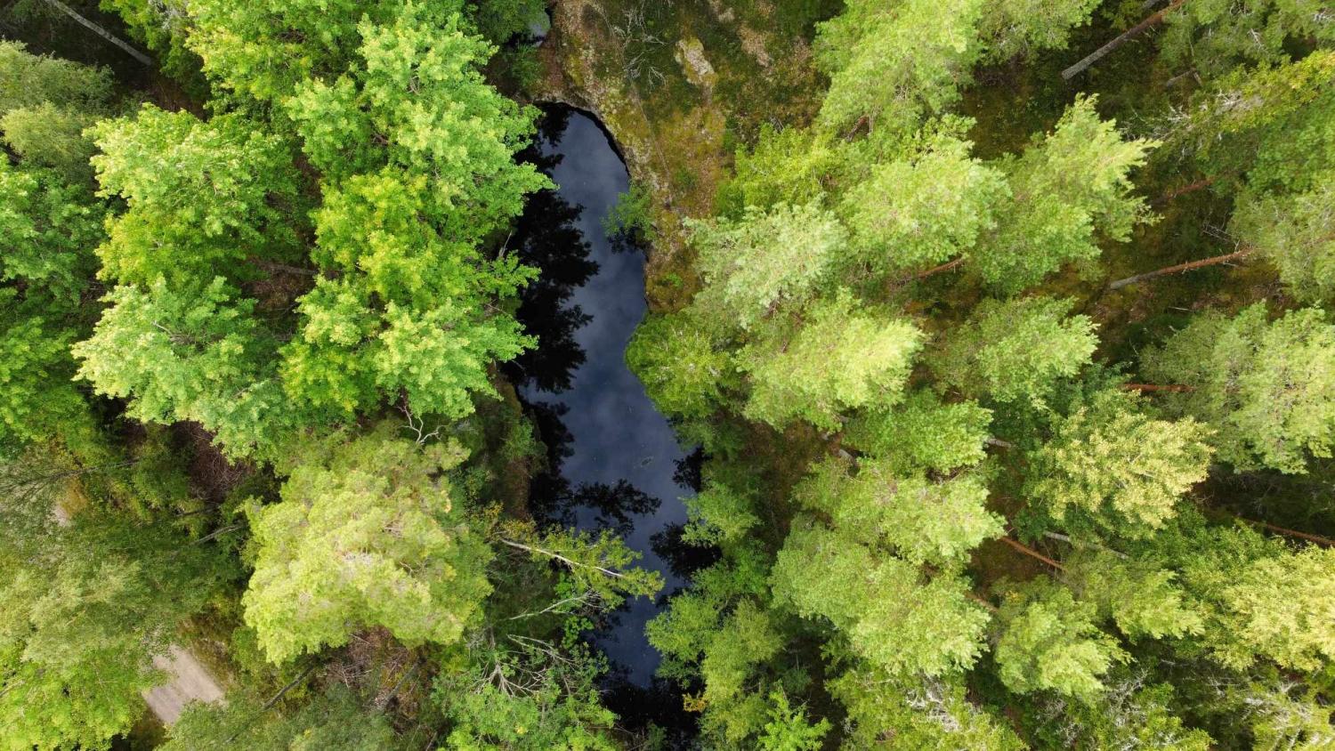 Flygfoto över en tät grön skog som omger en liten mörk damm, med träd och lövverk som reflekteras i vattnet.