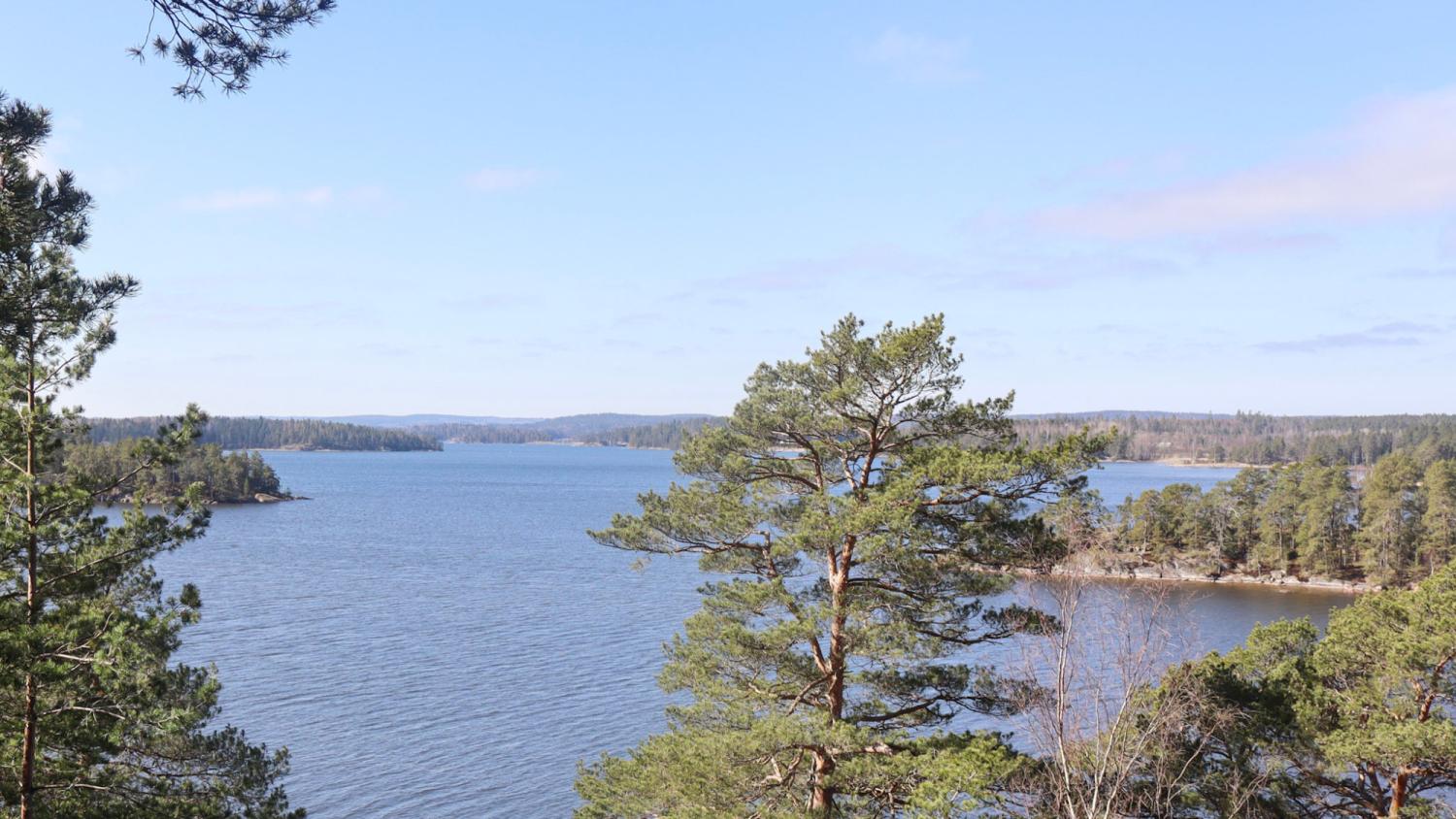 Utsikt över en vidsträckt sjö omgiven av tallar och en skogbeklädd strandlinje under en klarblå himmel.
