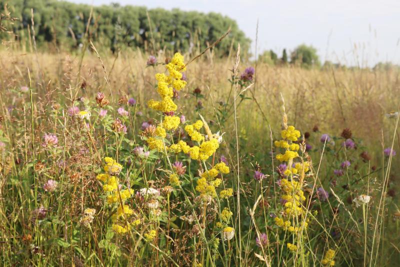 Vildblommor, bland annat gula och lila blommor, växer på en gräsbevuxen äng med träd i bakgrunden under en klar himmel.
