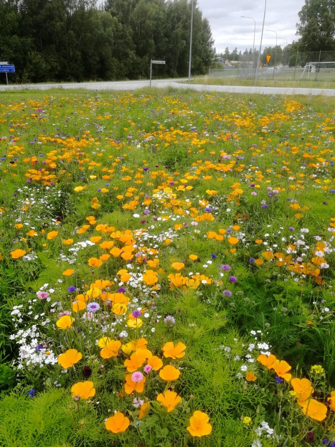 Tipsar Om Blomster ng Sydn rkenytt tipsar-om-blomster-ng-sydn-rkenytt
