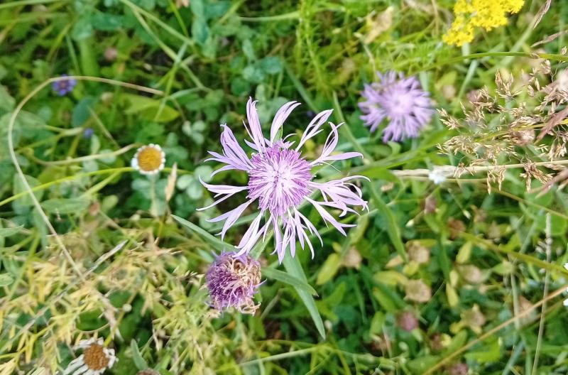 En lila vildblomma med taggiga kronblad växer bland grönt gräs och andra växter.
