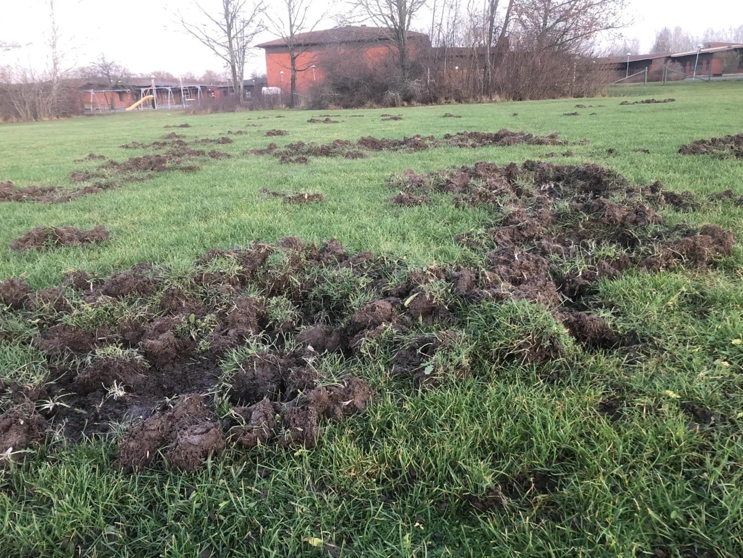 Ett gräsbevuxet fält med stora gräsfläckar som välts omkull och störts, möjligen av djur, med träd och byggnader i bakgrunden.