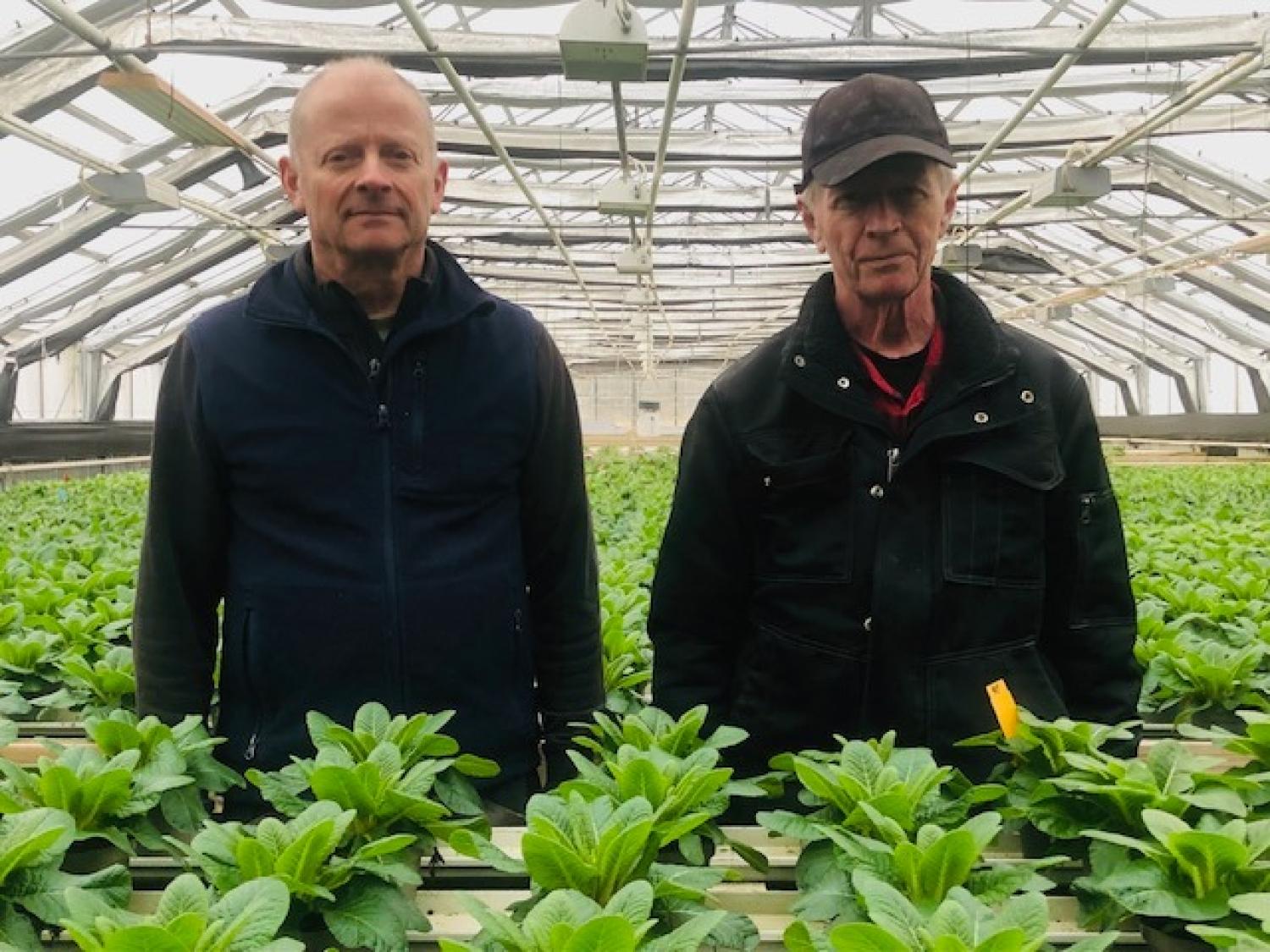 Två män står i ett växthus fyllt med rader av bladgröna växter, med ett glastak och en metallram ovanför.