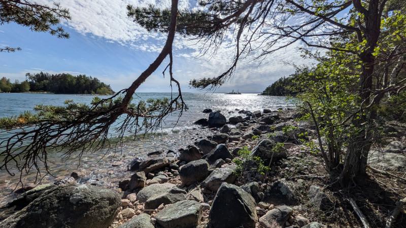 En klippig strand med spridda träd, grenar som hänger ut över vattnet och skogsklädda öar i fjärran under en delvis molnig himmel.