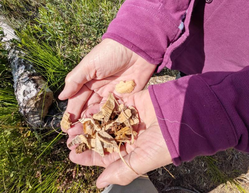 Händer i en lila jacka håller i torkade, sönderdelade svampbitar utomhus, med grönt gräs och solljus synligt i bakgrunden.