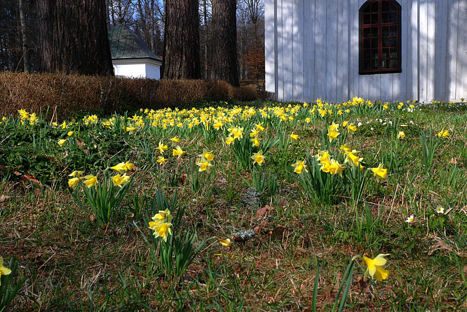 Ett fält med gula påskliljor i blom framför en vit byggnad med ett rött fönster.