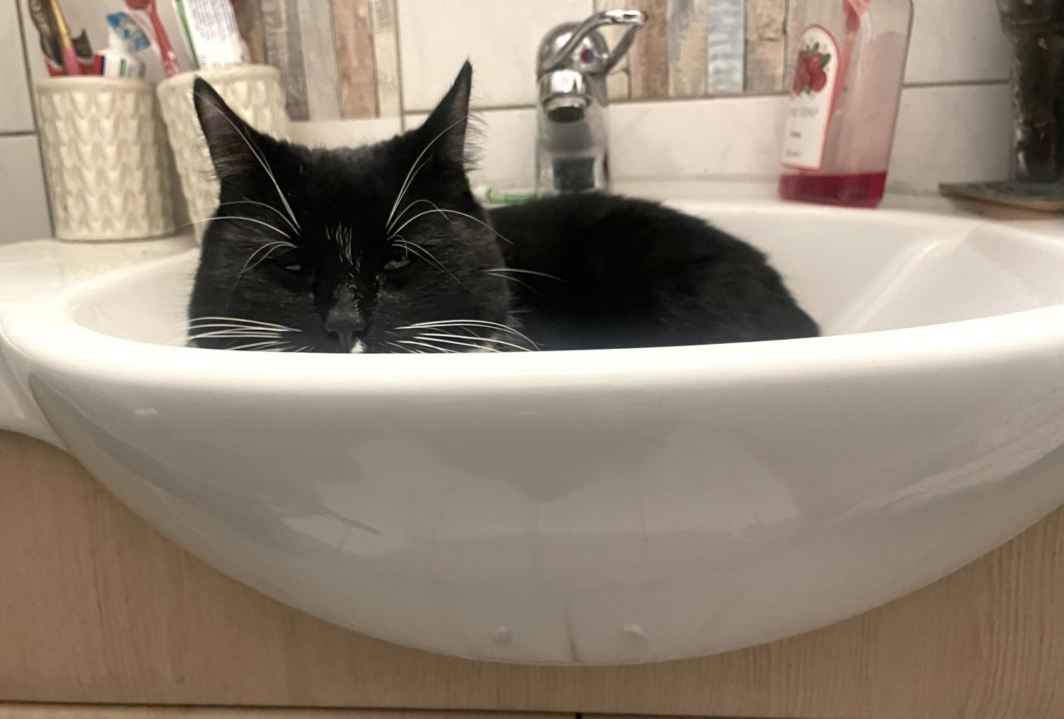 En svart katt som ligger i ett handfat i badrummet.