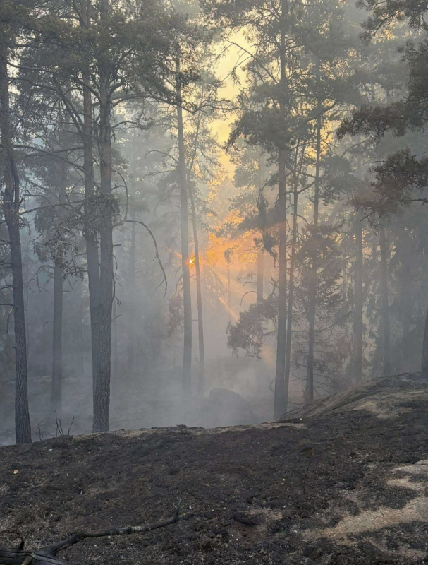 Rök fyller en skog med förkolnad mark medan solljuset silar genom träden och skapar ett disigt, orange sken i bakgrunden.