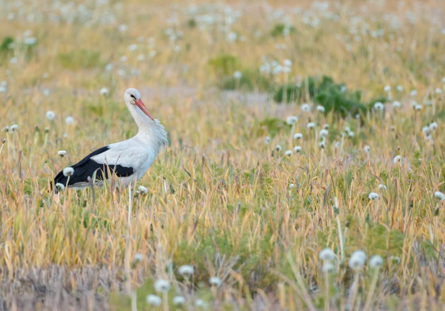 En vit stork med svarta vingar står i ett gräsbevuxet fält med spridda vildblommor och växter.