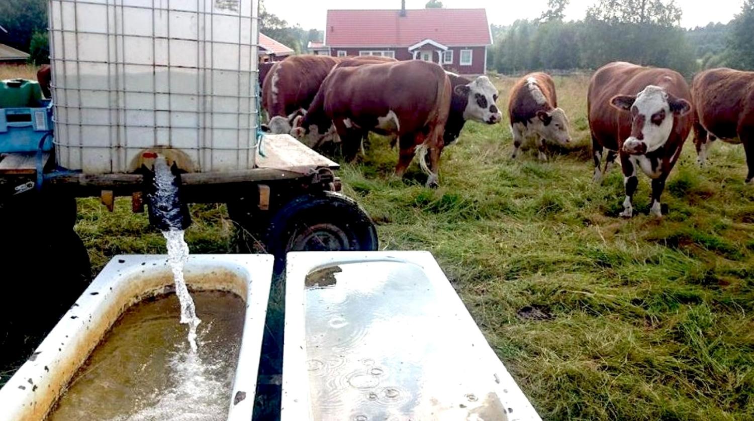 Vatten hälls från en stor tank i badkar som används som tråg för en grupp kor som står på ett gräsbevuxet fält nära ett hus.