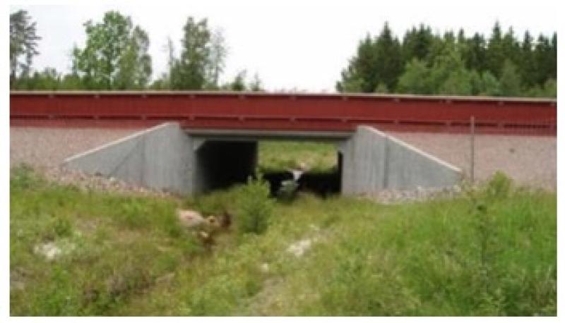 En undergång för vilda djur under en röd bro gör det möjligt för djuren att ta sig över på ett säkert sätt, omgivna av gräs, träd och buskar.