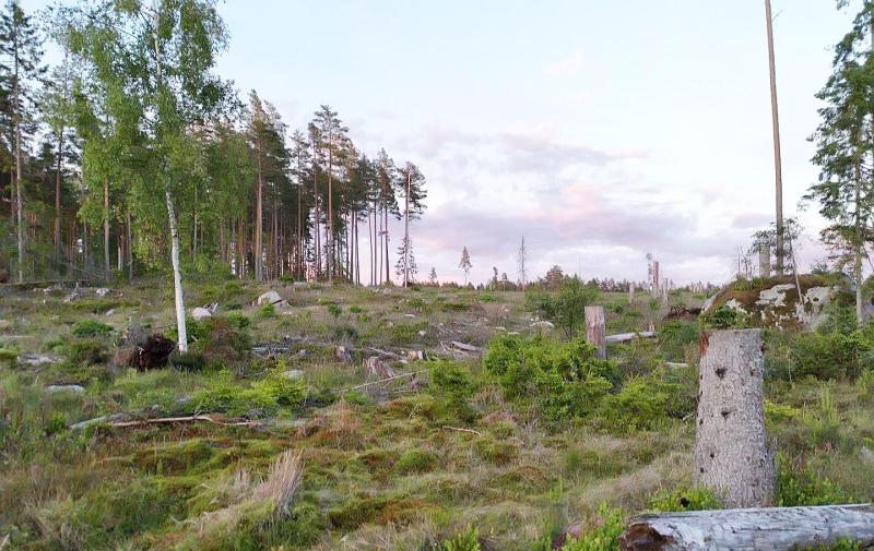 Ett delvis avskogat område med spridda trädstubbar, stockar och vegetation under en molnig himmel; i bakgrunden syns några höga träd.