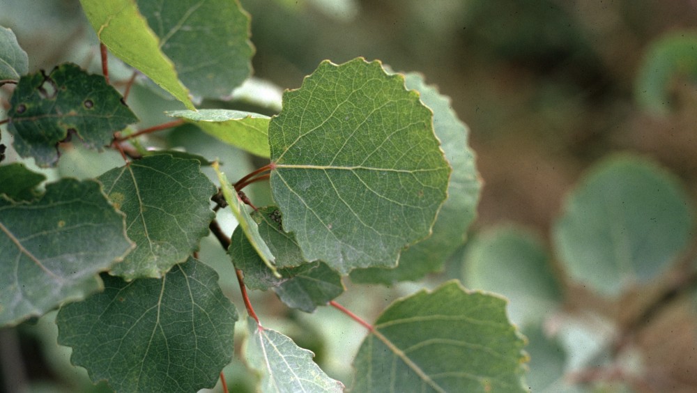 Mer smaskiga asplöv behövs för att minska viltskador i skogen. Foto ...