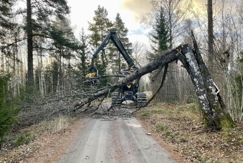 En stor maskin tar bort ett fallen träd som blockerar en grusväg i ett skogsområde.