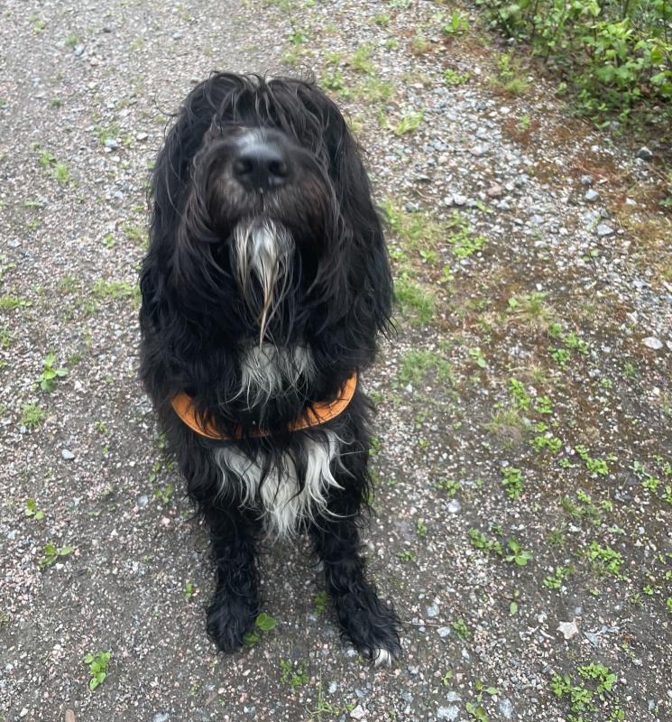 En svartvit hund med lång päls och orange sele sitter på en grusväg med gräs och grönska runt omkring.