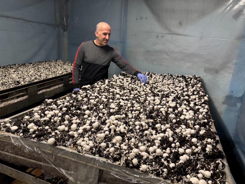 En person med handskar inspekterar rader av små vita svampar som växer i stora brickor fyllda med jord i en kontrollerad inomhusmiljö.