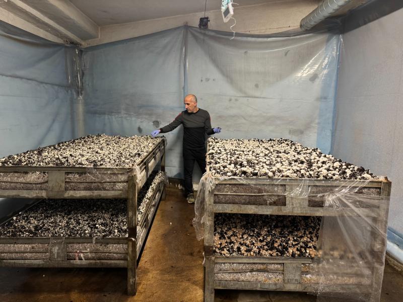 En person iförd handskar står mellan två stora brickor fyllda med växande svampar i en klimatkontrollerad inomhusanläggning.