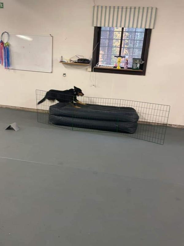 Skojtävling för hundar, hussar och mattar Sydnärkenytt