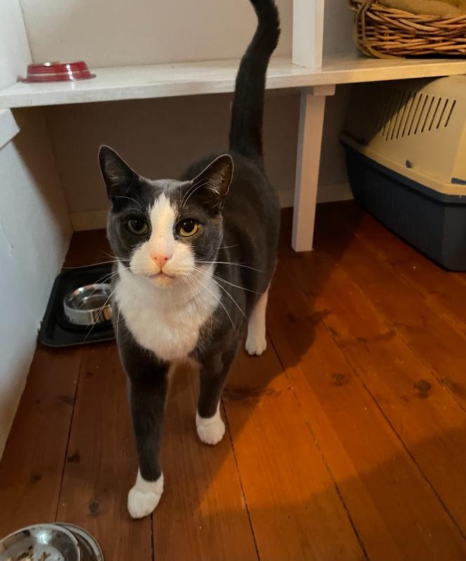 En grå och vit katt står på ett trägolv bredvid en matskål, en transportbur och en flätad korg i ett hörn av rummet.