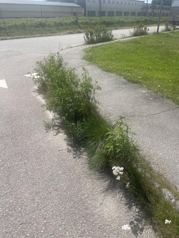 En remsa med gräs och ogräs växer genom en spricka i mitten av en asfaltsväg i soligt väder, med byggnader och ett staket i bakgrunden.