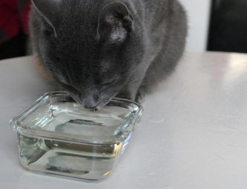 En grå katt dricker vatten från en liten, rektangulär glasskål placerad på en vit yta.