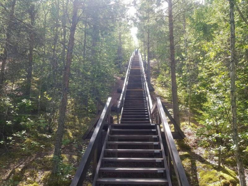 En trätrappa slingrar sig upp genom en tät skog, flankerad av höga träd och grönska på båda sidor, och leder uppåt mot solljuset.