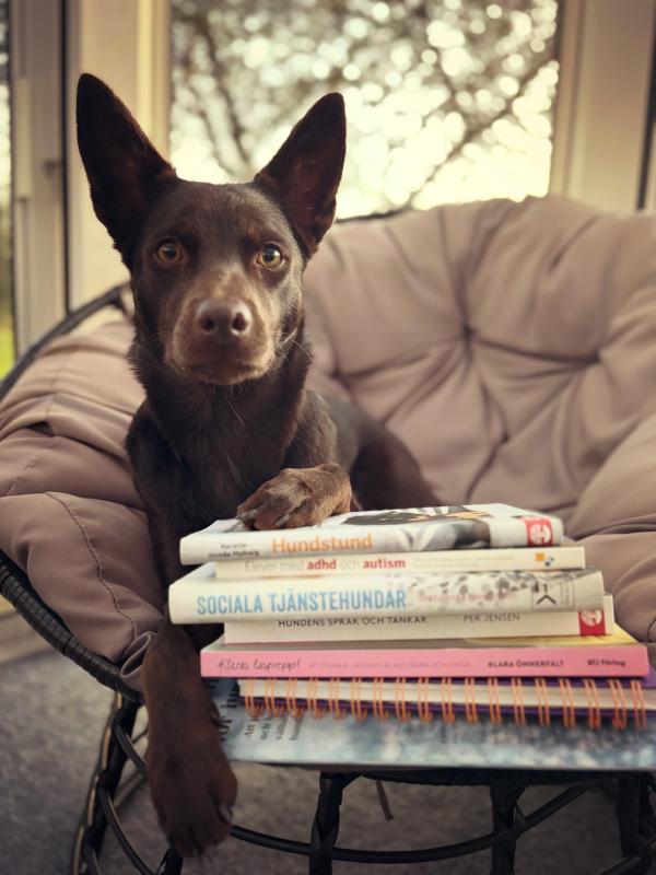 En mörkbrun hund sitter på en stoppad stol med tassen på en hög med böcker och anteckningsböcker och tittar rakt in i kameran.