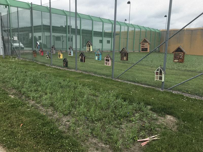 Ett inhägnat utomhusområde med flera små insektshotell av trä fästa i metallnätet; gräsmatta och byggnader syns i bakgrunden.