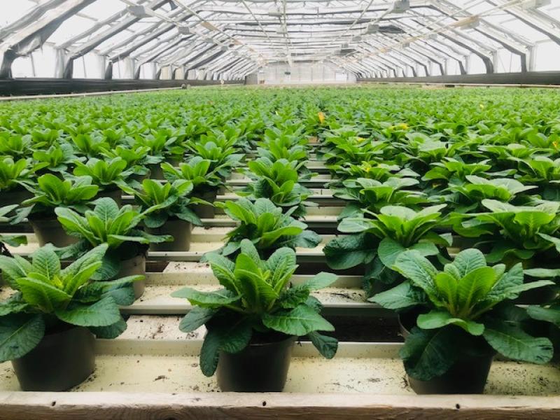 Rader av gröna krukväxter i ett växthus med glastak, ordnade i prydliga, parallella linjer som sträcker sig i fjärran.